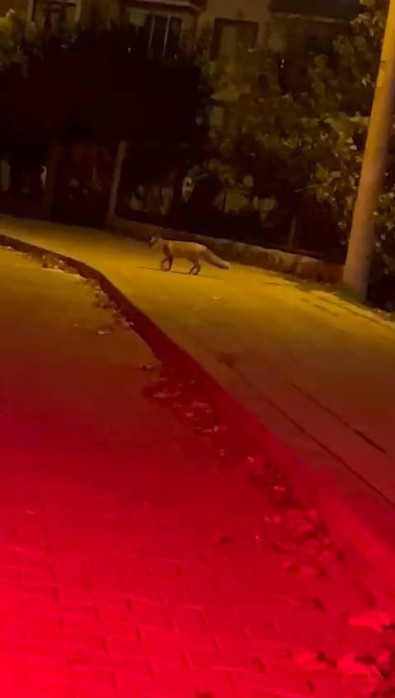 Bolu'da oyun parkına kadar inen yaratık, anne ve babaların yüreğini ağzına getirdi! Açlıktan kemikleri yerinden fırlamıştı - Resim : 2