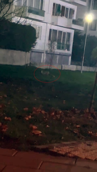 Bolu'da oyun parkına kadar inen yaratık, anne ve babaların yüreğini ağzına getirdi! Açlıktan kemikleri yerinden fırlamıştı - Resim : 1