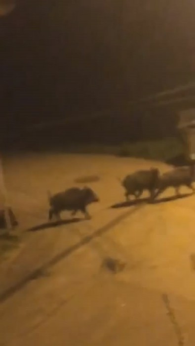 İstilacı tür bu kez Bursa'da ortaya çıktı! Ormanın derinliklerinden kalkıp merkeze kadar geldiler... Onları gören vatandaşlar hemen cep telefonuna sarıldı - Resim : 1