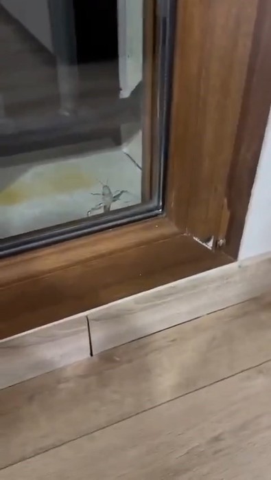 Elazığ'da dev yaratık gece vakti ortaya çıktı. Türkiye'nin ağzı 35 santimetre açık kaldı - Resim : 1