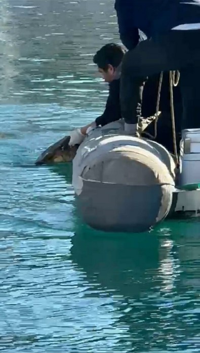 Muğla'daki marinada hareketsiz halde bulundu. Nadir canlı için acil harekete geçildi - Resim : 2