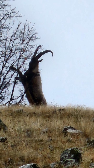 Elazığ’da doğada çok ilginç bir fotoğraf çekildi. 1 tanesi heybetiyle göz kamaştırdı. Diğeri ağaç önünde şaha kalktı - Resim : 1