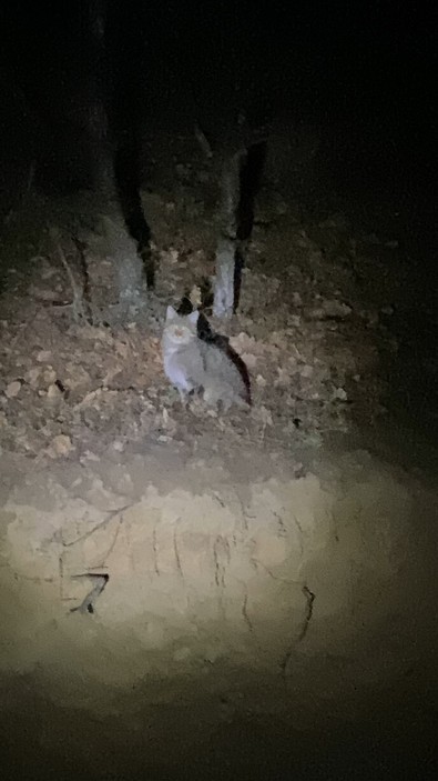 Küçükyayla'dan Erbaa'ya dönerken Kartosman köyü yakınlarında karanlıkta bir canlı gördü. Yeniden bakınca gözleri fal taşı gibi açıldı - Resim : 1