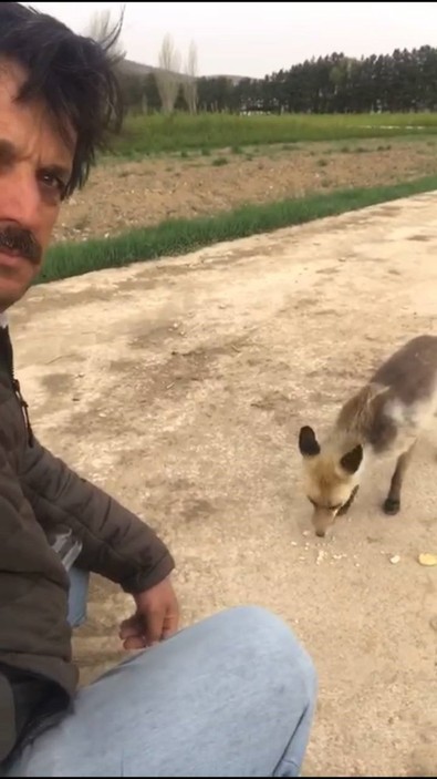 Doğanın vahşi ve kurnaz canlısı bu kez korkutmadı! Ormanın derinliklerinden çıkıp geldi arkadaşının ona verdiği kurabiyeler ile karnını doyurdu - Resim : 1
