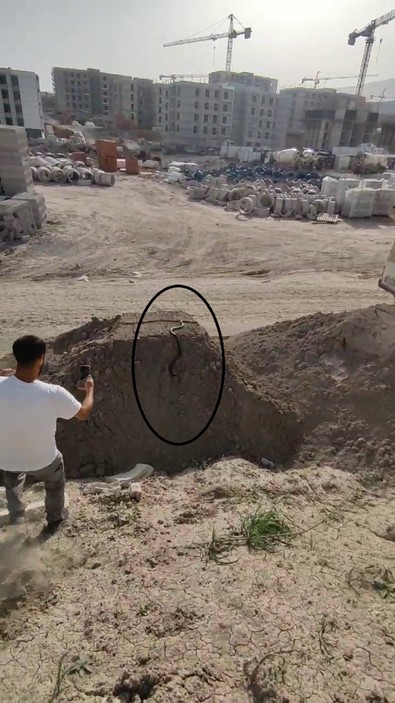 Doğanın vahşi canlısı bu kez Hatay'da ortaya çıktı! Onu gören vatandaşlar panikle ne yapacağını bilemedi... Başımıza bela oldular - Resim : 1