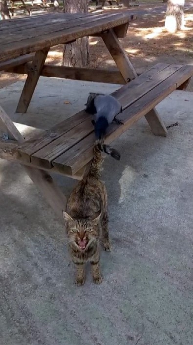 Parkta gördüğü kedi ile arkadaş olmak isteyen karga kedi tarafından hoş karşılanmadı - Resim : 1