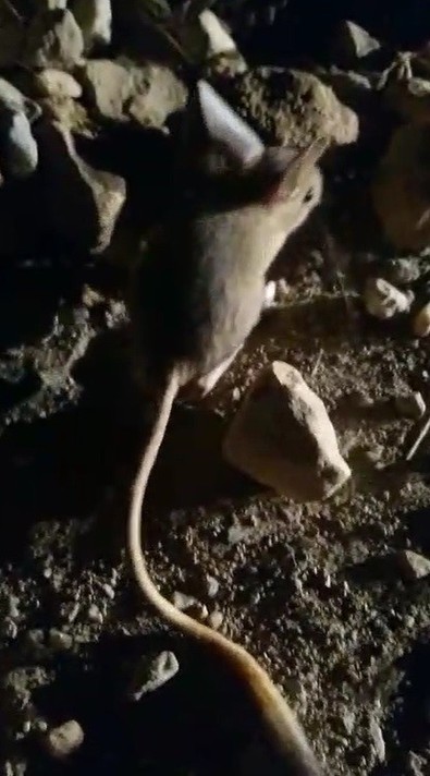 Dünyada kırmızı listede yer alıyordu... Ondan neredeyse artık sadece Türkiye'de kaldı... Bir gece karanlığın içinden çıkıp kendisini gösterdi - Resim : 2