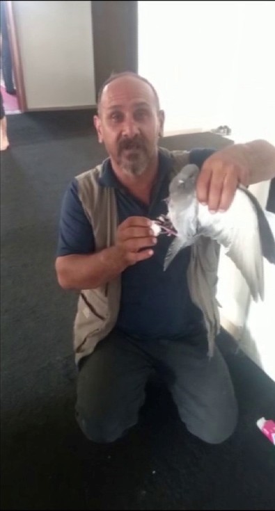 Okula girdi bir daha çıkamayınca mahsur kaldı. Kendini yaralayan güvercini görevliler buldu - Resim : 1