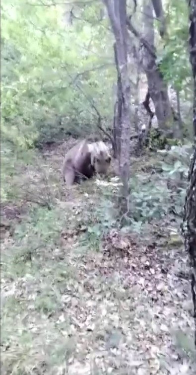 Elindeki yiyecekleri ormanda bir yere bıraktıktan sonra uzaklaşıp kamerasını açtı. Gelen devasa yaratığı öyle bir karşıladı ki izleyenler kahkahaya boğuldu - Resim : 1