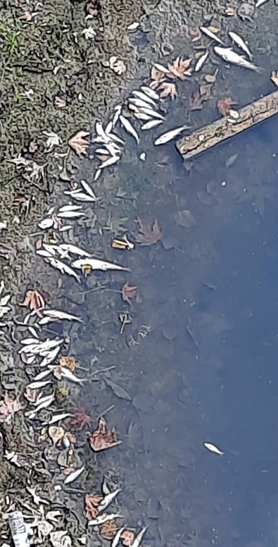 Bartın'daki ırmakta giderek artan balık ölümleri tedirgin etti. Ekipler, suya kimyasal karışmasından şüphelenmişti ancak gerçek bambaşka çıktı - Resim : 1