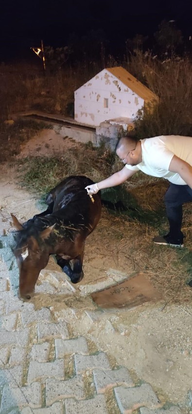 Manisa'da su dolu bir çukurun içinde korkunç halde bulunan canlıya acile müdahale edildi. 5 saatlik tedavinin ardından sağlığına kavuştu - Resim : 1
