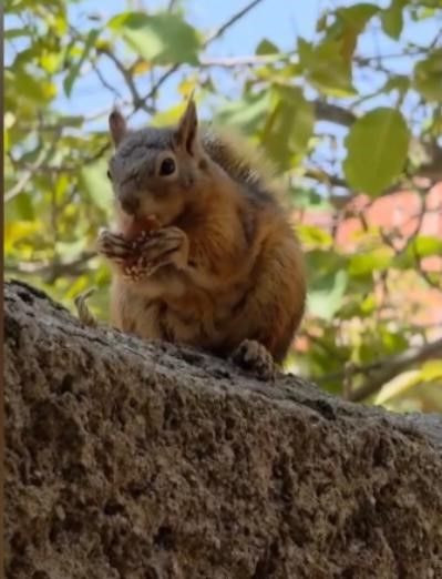Osmaniye'de ağacın üzerinde bir anda ortaya çıktı. Hayvanın elindekini gören vatandaşların yüreği ısındı - Resim: 1