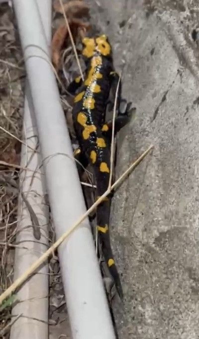 Osmaniye'de yürüyüş yapanlar karşılaştı, bir daha görülmesi zor olan hayvan ansızın belirdi - Resim: 1