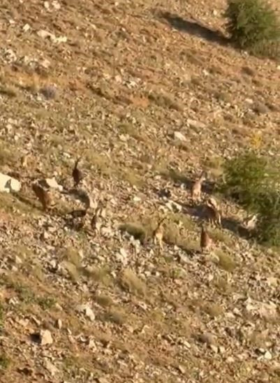 Doğada birini daha görmek zorken Elazığ'da o hayvanlara sürü halinde rastlandı - Resim: 2