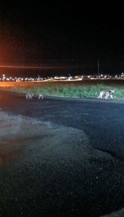 Kars Sarıkamış’ta yaban hayvanı ailesi caddede gece gezintisi yaparken görüntülendi - Resim: 1