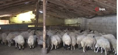 Erzincan’da koyunları bu işlemden geçirecekler! Günlüğü 3.000 TL'ye kadar var - Resim: 4