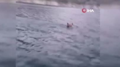 Karadeniz'de 1 tanesi yüzerken görüntülendi. 1 tanesini yüzerken gören vatandaşlar inanamayıp 1 kez daha baktı - Resim: 4