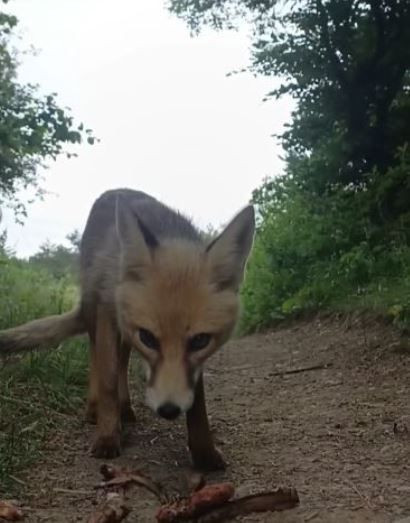 Tokat’ta doğaya pikniğe giden vatandaş karşısında bir anda 1 tanesini gördü. Daha sonra yaptığı hareket yürekleri ısıttı - Resim: 4