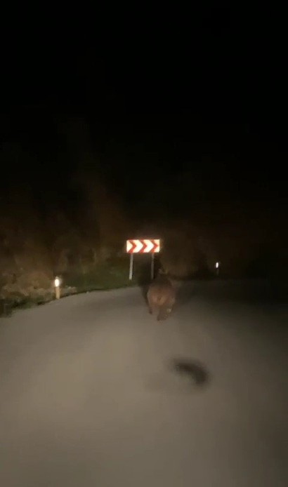 Karabük'te gece vakti 1 tanesi aracın önünde aniden belirdi. Sürücü hemen kayda aldı - Resim : 2
