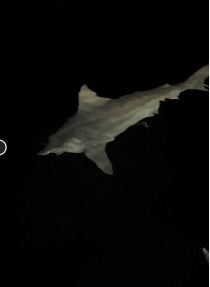 İskenderun'da balıkçı ağına takılan 2,5 metre uzunluğundaki hayvanı görünce neye uğradığını şaşırdı. Çıkarmak için 25 dakika uğraştı sonrasında bunu yaptı - Resim: 2