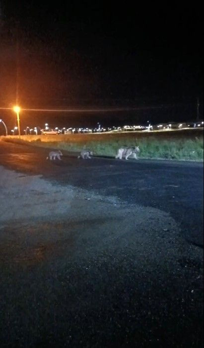 Kars Sarıkamış’ta yaban hayvanı ailesi caddede gece gezintisi yaparken görüntülendi - Resim: 2