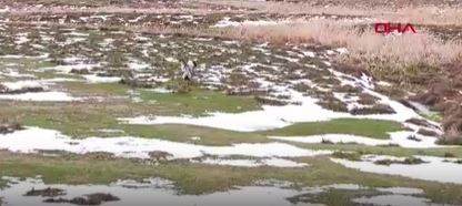 Erzincan'da 1 tanesi bile doğada çok değerli olan hayvan, yavrularıyla birlikte görüntülendi. Yanlarına kimse yaklaştırılmıyor - Resim: 2