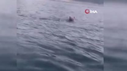 Karadeniz'de 1 tanesi yüzerken görüntülendi. 1 tanesini yüzerken gören vatandaşlar inanamayıp 1 kez daha baktı - Resim: 2
