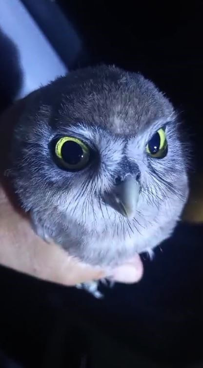 Sivas’ta gece saatlerinde yolda ilerleyen vatandaş yol kenarında 1 tanesini gördü. Hemen kenara çekilip yanına gidince onu tanıdı - Resim: 2