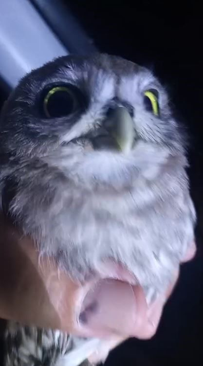 Sivas’ta gece saatlerinde yolda ilerleyen vatandaş yol kenarında 1 tanesini gördü. Hemen kenara çekilip yanına gidince onu tanıdı - Resim: 3