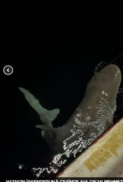 İskenderun'da balıkçı ağına takılan 2,5 metre uzunluğundaki hayvanı görünce neye uğradığını şaşırdı. Çıkarmak için 25 dakika uğraştı sonrasında bunu yaptı - Resim: 3