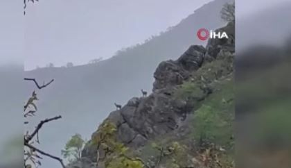 Hakkari'de 56 kilometre uzaktaki Dağlıca köyünde yağmurda kayalıkların üzerinde sürüyle ortaya çıktı! Dokunan hayvan başına 250.000'i hazırlasın - Resim: 4