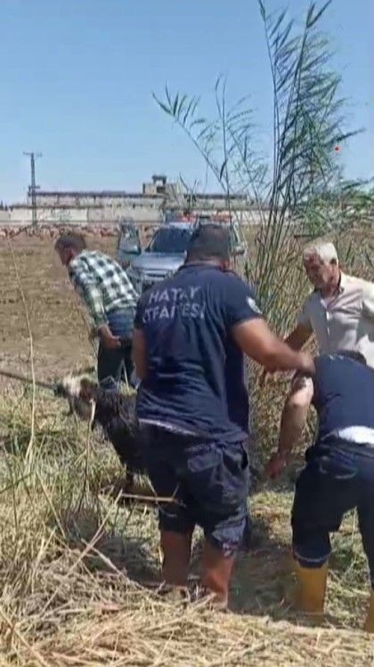Hatay'da 2 tane koyun alan vatandaş koyunları bahçeye bıraktı. Daha sonra çıkıp 2 tane koyuna baktığında gördüğü manzara ile resmen titreme geçirdi - Resim: 3