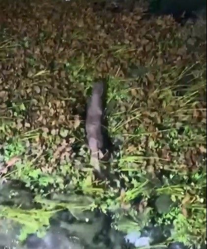 Muğla'da 1 tanesi doğada çalılıkları yarıp geçtiği sırada görüntülendi. Yakında onu 1 kez bile Türkiye'de görmek zor olacak - Resim: 1