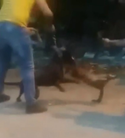 Vahşet! Köpeğine sokak kedisini böyle parçalattı - Resim : 3