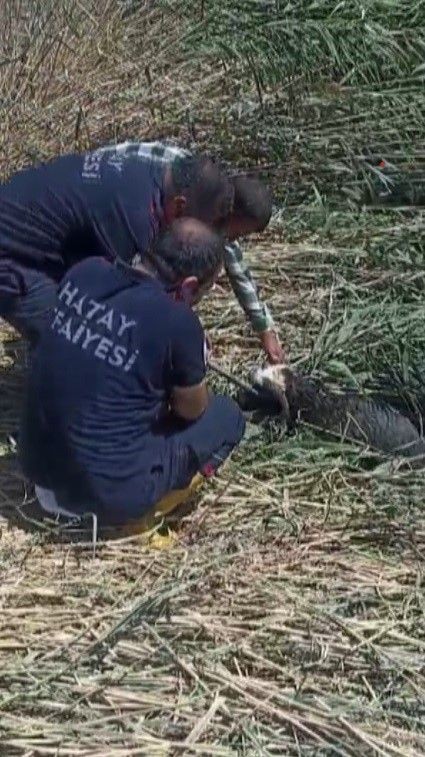 Hatay'da 2 tane koyun alan vatandaş koyunları bahçeye bıraktı. Daha sonra çıkıp 2 tane koyuna baktığında gördüğü manzara ile resmen titreme geçirdi - Resim: 1