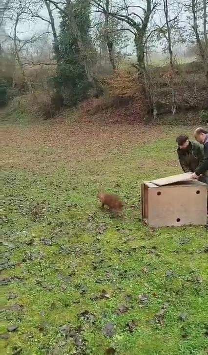 Zonguldak'ta araba çarpması sonucu yaralanmıştı. Ekiplerin acil müdahalesinin ardından yeniden doğaya bırakıldı - Resim : 1