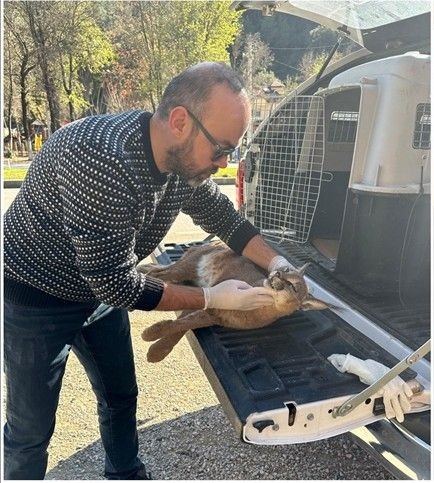 Muğla’da çok nadir ortaya çıkan dünyanın en az görülen hayvanı. 1 tanesi ortaya çıkmıştı. Köylüler onu korkunç bir halde buldu - Resim: 7