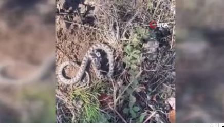 Türkiye'de mantar toplarken 1,2,3 adım atınca çalılıklarda belirdi! Dünyanın en tehlikelilerinden bir tanesiydi - Resim: 8