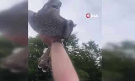 Artvin’de 8 yıl boyunca baktığı hayvanını 8 yıl aradan sonra doğaya geri bıraktı. Bıraktığı anda yaşadığı olayla birlikte resmen hayrete düştü - Resim: 3