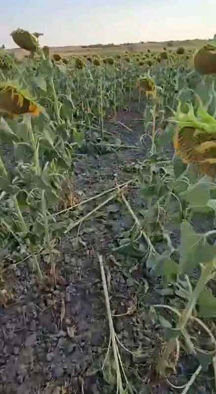 Süloğlu’nda ayçiçeği tarlalarını yaban domuzları bastı, çiftçiler av yasağının kaldırılmasını istiyor - Resim: 2