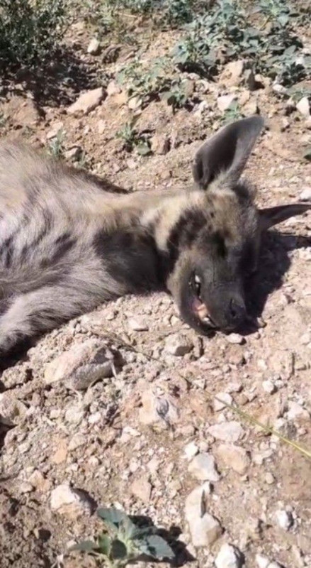 Şanlıurfa'da ağaçlarda aşılama çalışması yapan işçi fark etti! 1 tanesi toprak üzerinde yatıyordu - Resim: 3