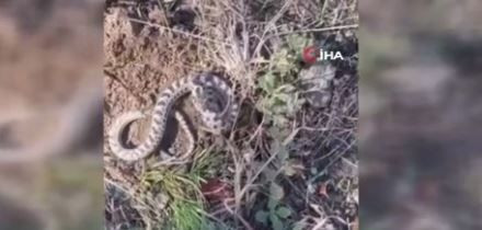 Türkiye'de mantar toplarken 1,2,3 adım atınca çalılıklarda belirdi! Dünyanın en tehlikelilerinden bir tanesiydi - Resim: 6