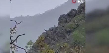 Hakkari'de 56 kilometre uzaktaki Dağlıca köyünde yağmurda kayalıkların üzerinde sürüyle ortaya çıktı! Dokunan hayvan başına 250.000'i hazırlasın - Resim: 3