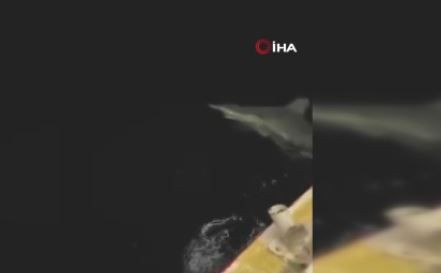 İskenderun'da balıkçı ağına takılan 2,5 metre uzunluğundaki hayvanı görünce neye uğradığını şaşırdı. Çıkarmak için 25 dakika uğraştı sonrasında bunu yaptı - Resim: 4