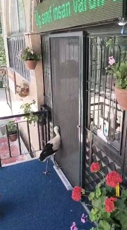 Tokat’ta yuvadan atılan yavru leyleğe cami imamı sahip çıktı - Resim: 2