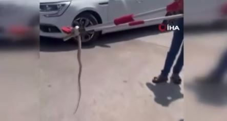 Hatay, Adana, Osmaniye ve Gaziantep'ten sonra Mersin'de de ortaya çıktı. 1,5 metre uzunluğundaydı sündür sündür bitmedi - Resim: 3