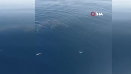 Marmara bölgesinde bir anda amatör balıkçıların karşısına çıktı. 2,5 metrelik canavarı görünce resmen dehşete düştüler - Resim: 3