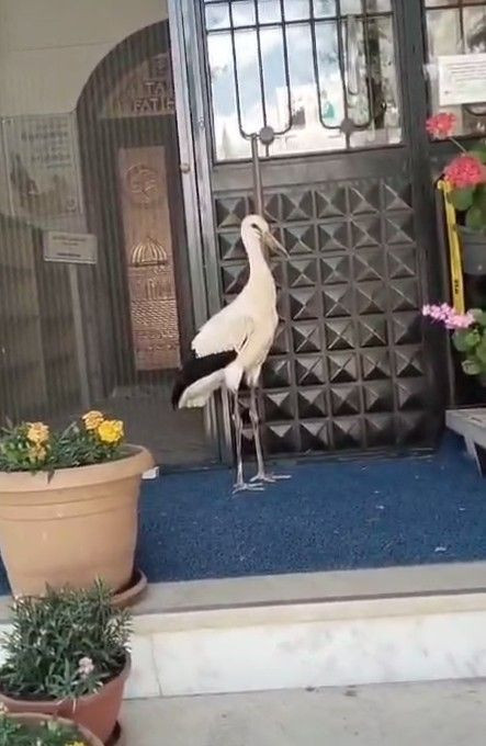 Tokat’ta yuvadan atılan yavru leyleğe cami imamı sahip çıktı - Resim: 5