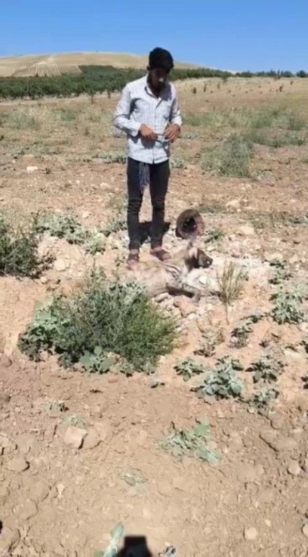 Şanlıurfa'da ağaçlarda aşılama çalışması yapan işçi fark etti! 1 tanesi toprak üzerinde yatıyordu - Resim: 2