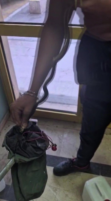 Amasya'da 1 metre uzunluğundaydı! Hastanenin deposunda olduğu ihbar geldi. Büyük panikle acilen ekipler çağrıldı - Resim: 5